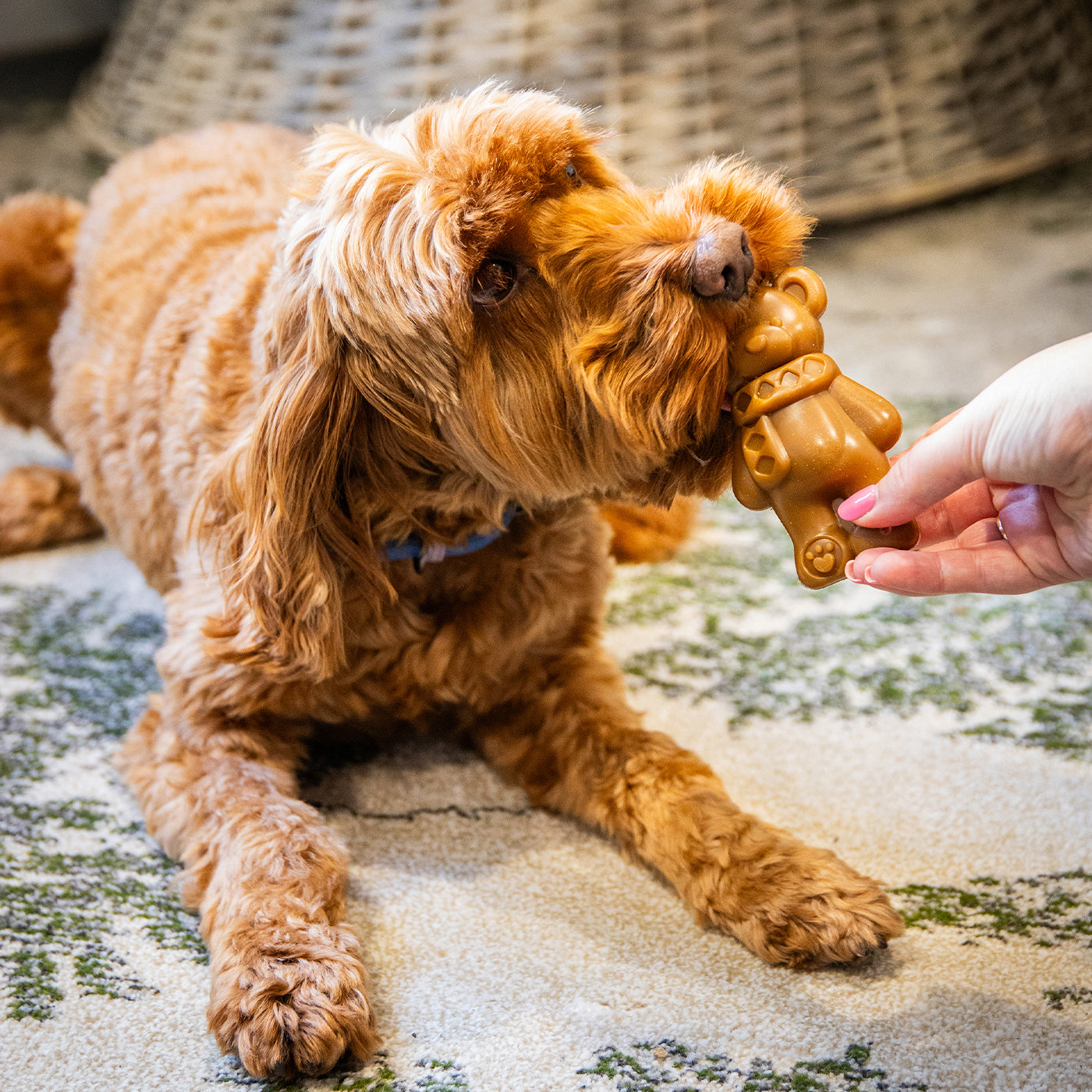 Teddy Bear Chew Dog Treat 50g