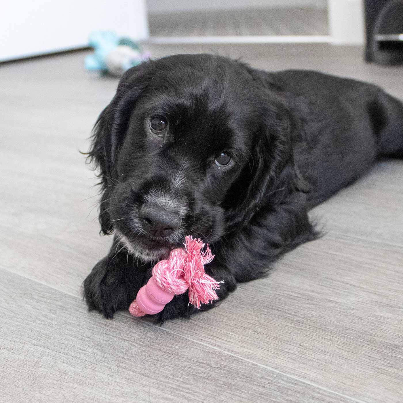 KONG Puppy Goodie Bone With Rope