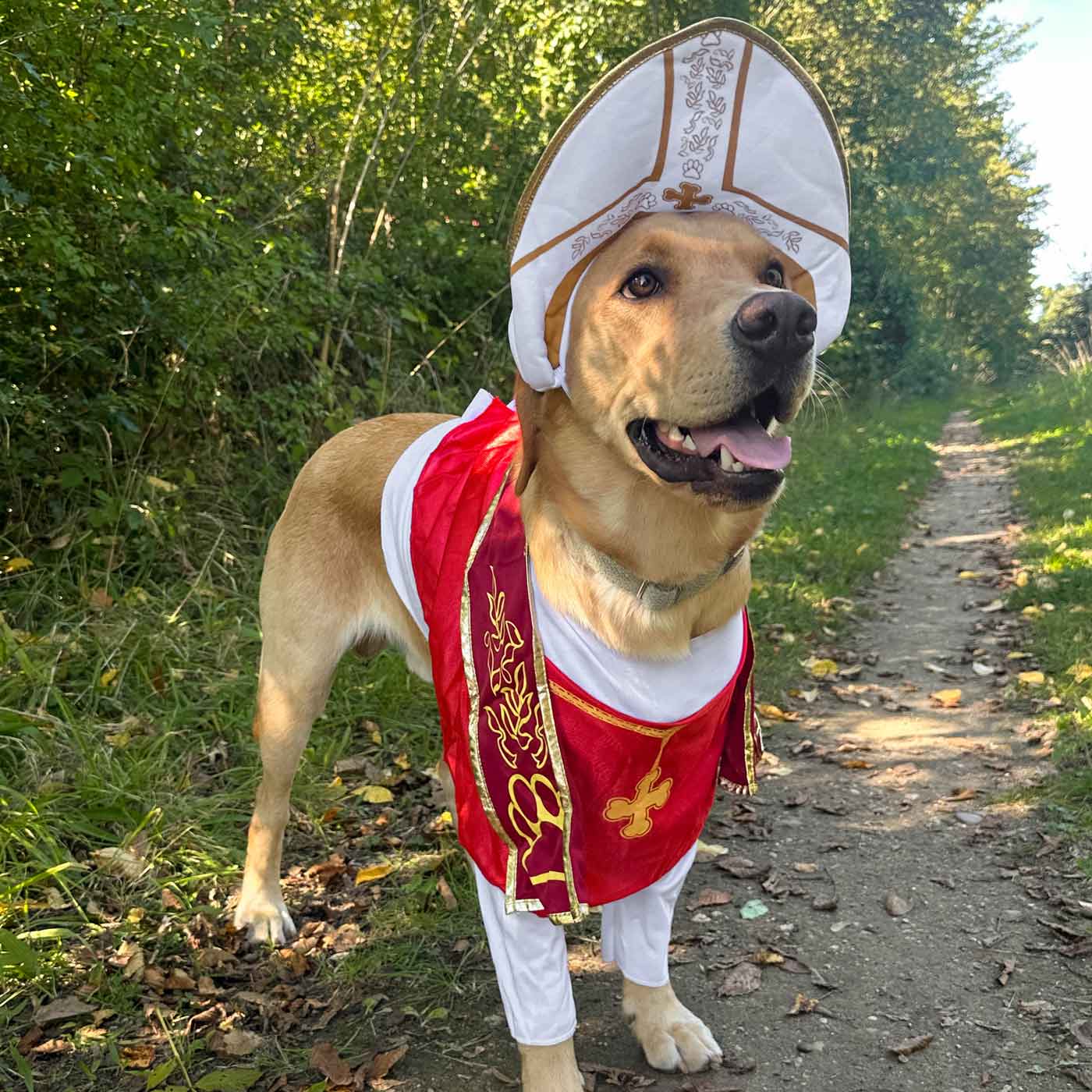 Holy Hound Dog Costume
