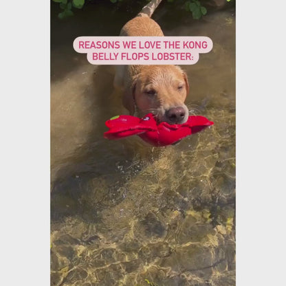 KONG Belly Flops Lobster