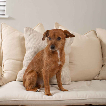 Discover Our Luxury Savanna Sofa Topper, The Perfect Pet sofa Accessory In Stunning Savanna Bone! Available Now at Lords & Labradors