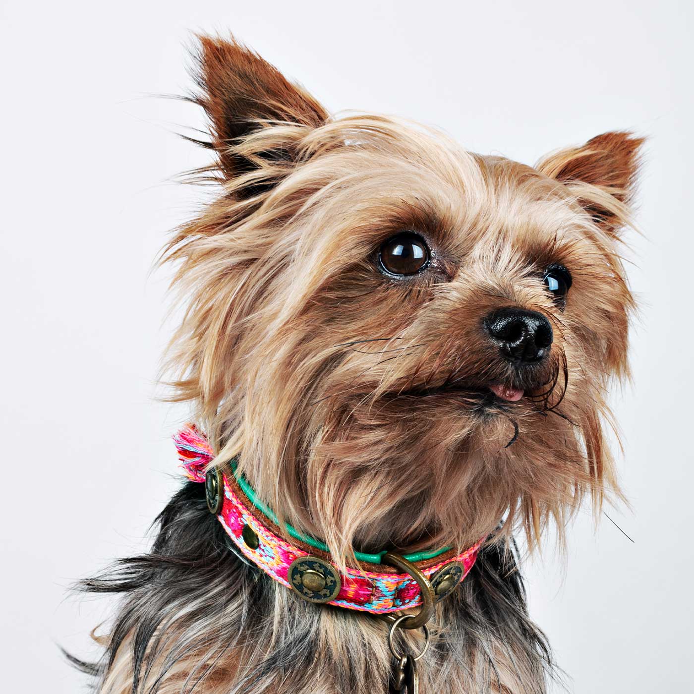 Boho Rosa Dog Collar by DWAM