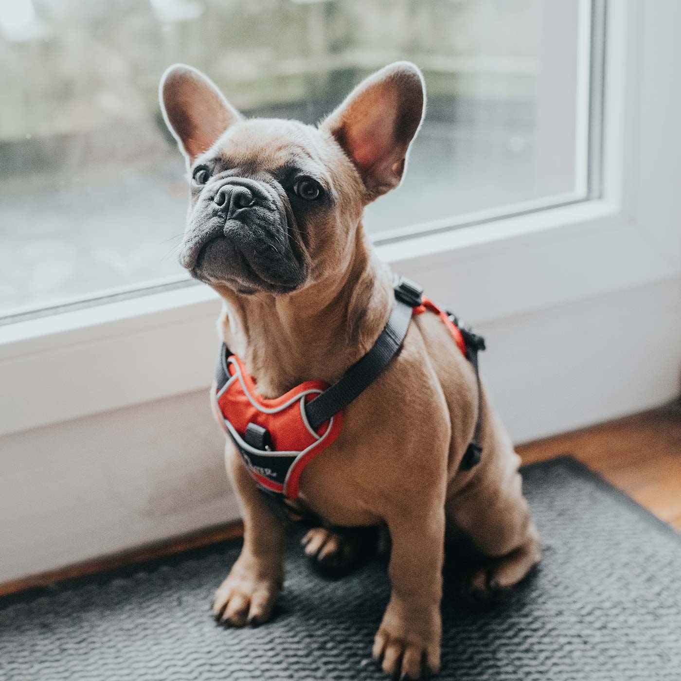 Hunter Divo Harness Dog Walking Lords & Labradors