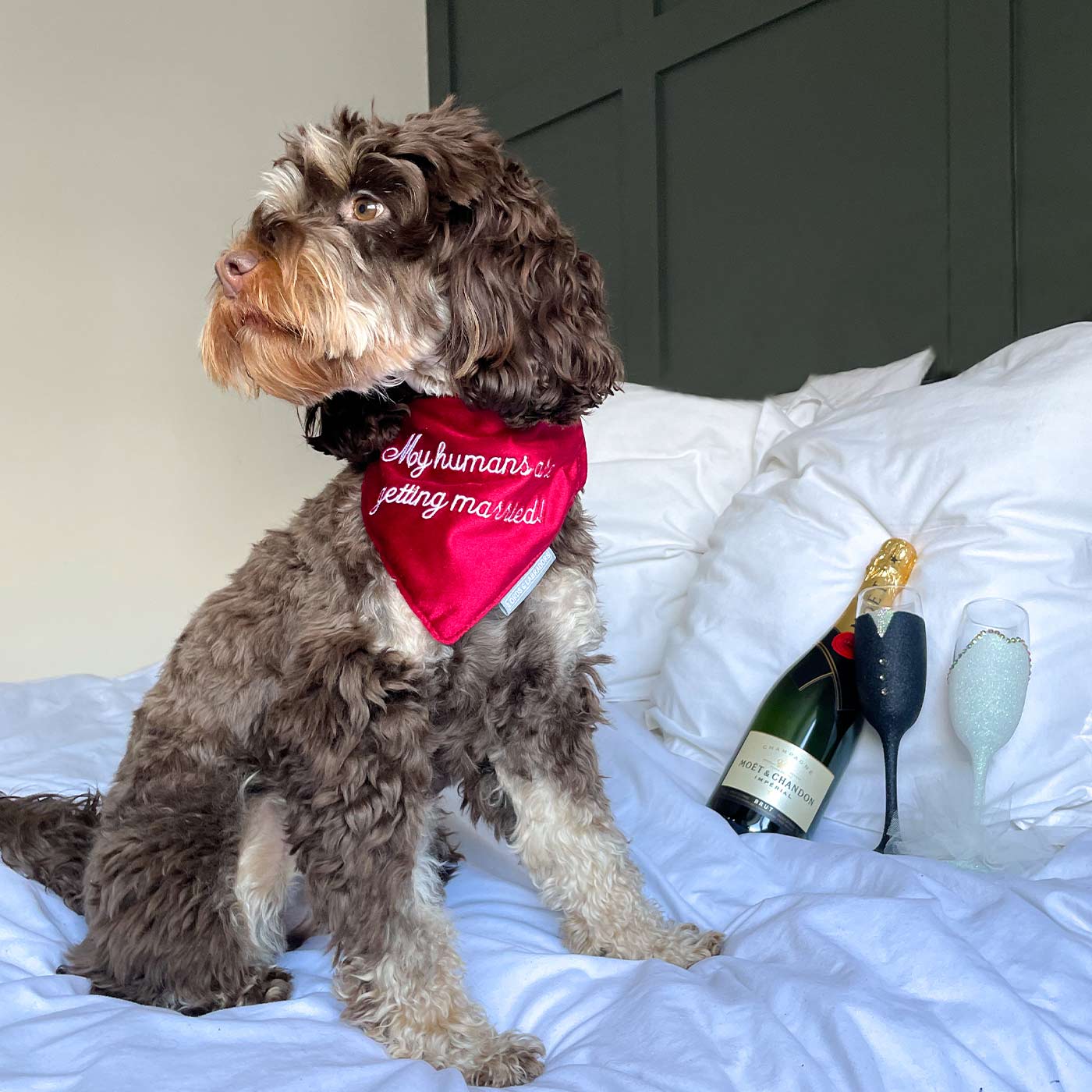 Discover The Perfect Bandana For Dogs, 'My Humans Are Getting Married' Valentine Dog Bandana In Luxury Cranberry Velvet, Available Now at Lords & Labradors