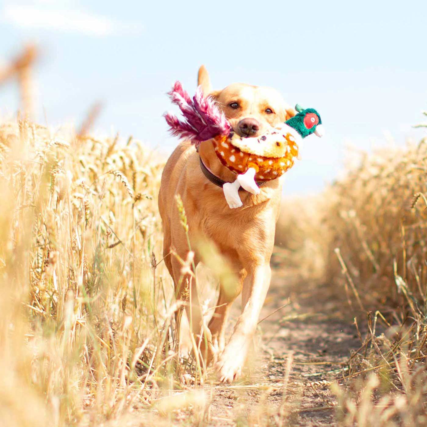Animal Instincts Forest Friends Pheasant