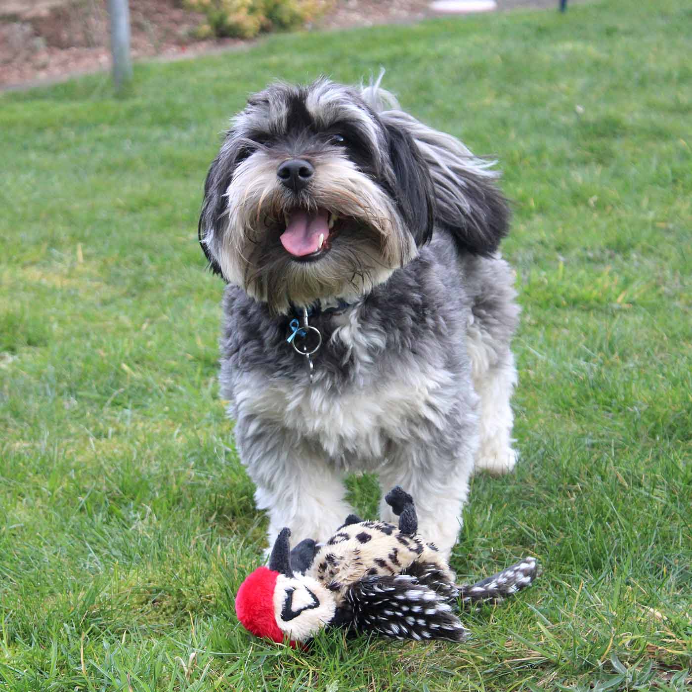 Animal Instincts Forest Friends Woodpecker