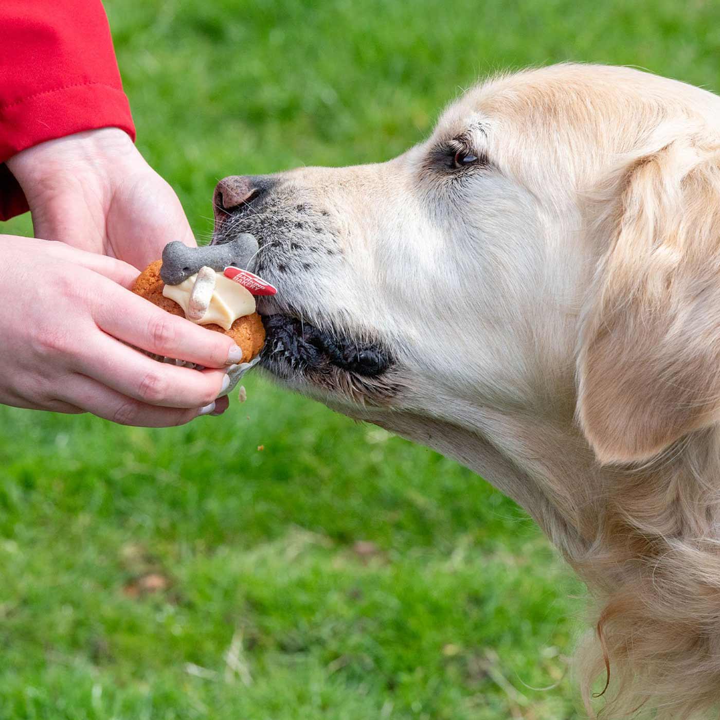 Barking Bakery Pink Iced Vanilla Woofin