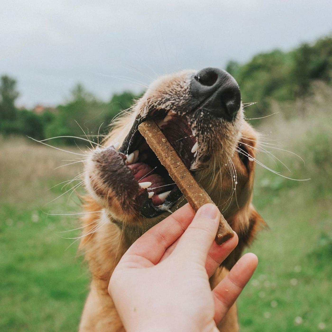 Denzel's Superfood Soft Chews For Dogs - 4 pack