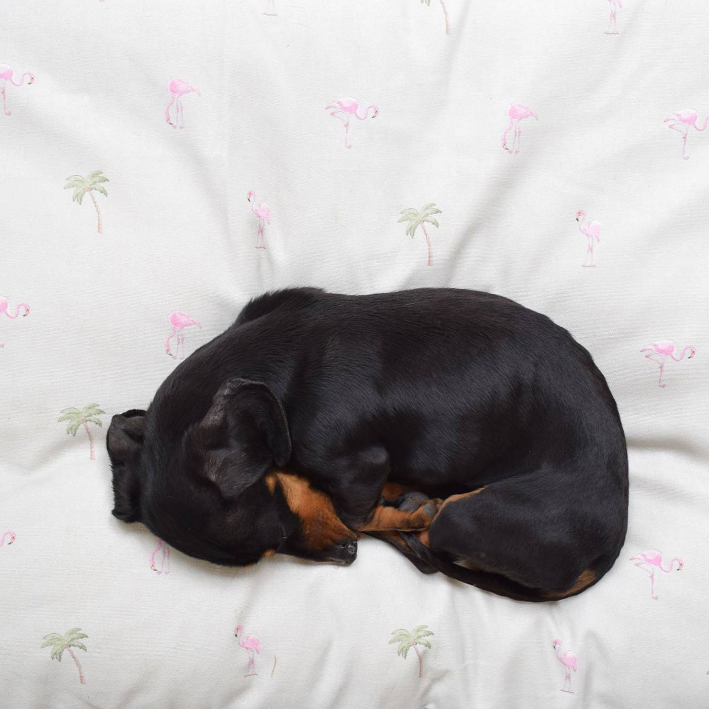 Miniature Dachshund Curled Up On The Dog Cushion in Flamboyant Flamingo by Lords & Labradors