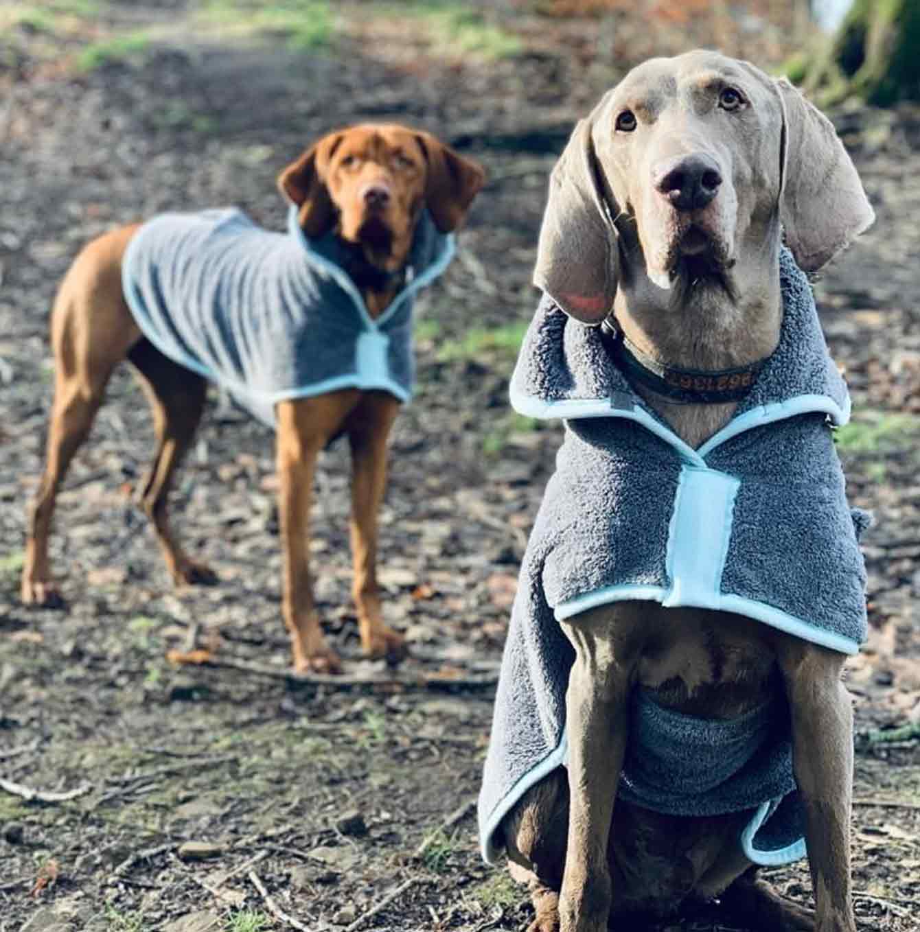 Henry Wag Drying Coat Lifestyle