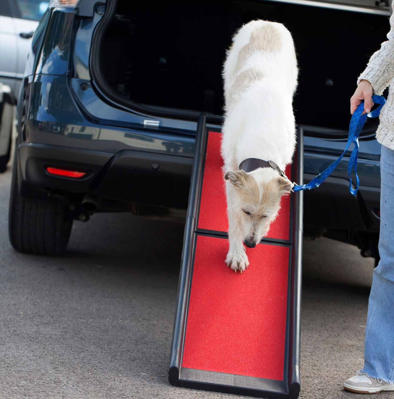 Henry Wag Lightweight Folding Pet Ramp Lifestyle Demonstration