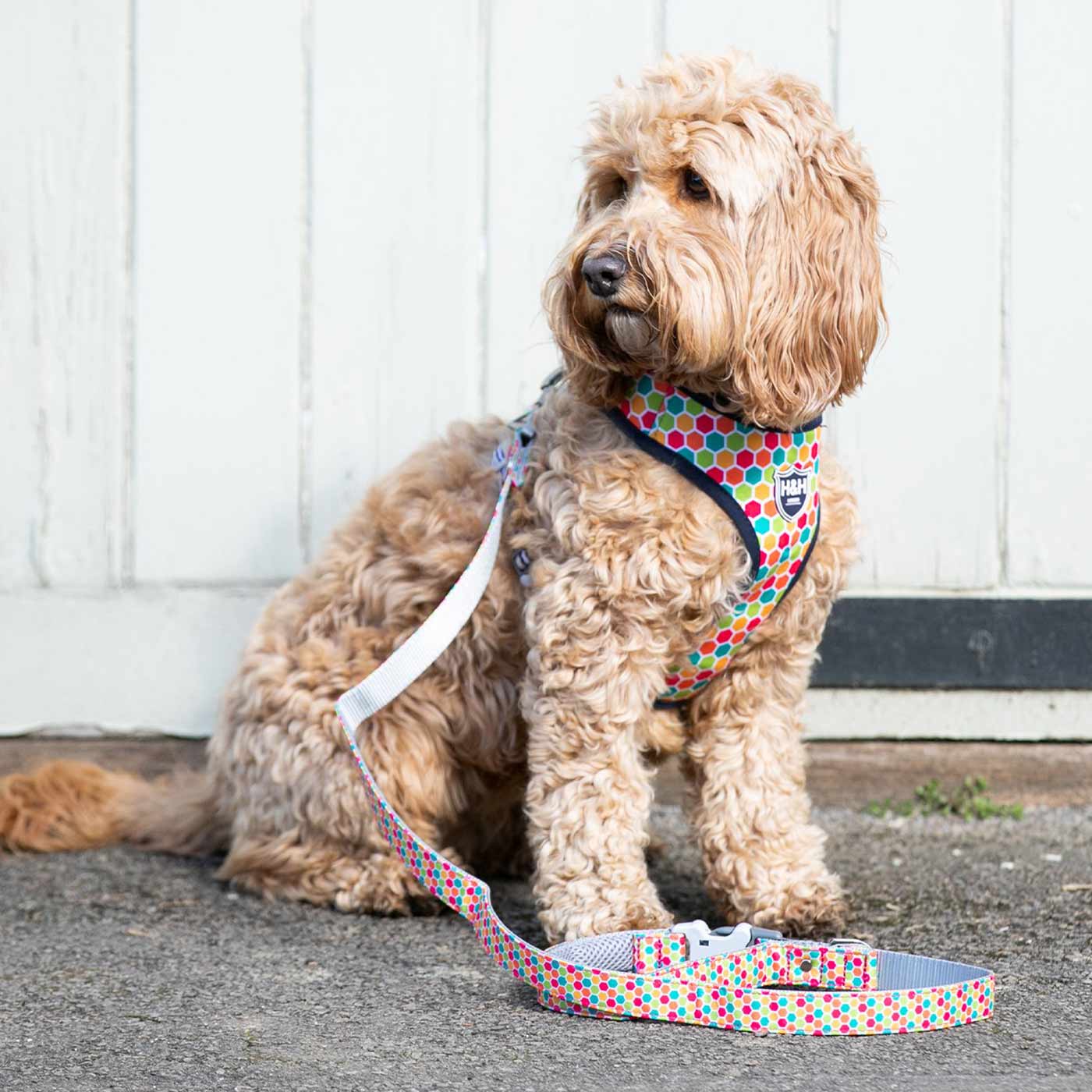 Hugo Hudson Geometric Dog Lead Dog Walking Lords and
