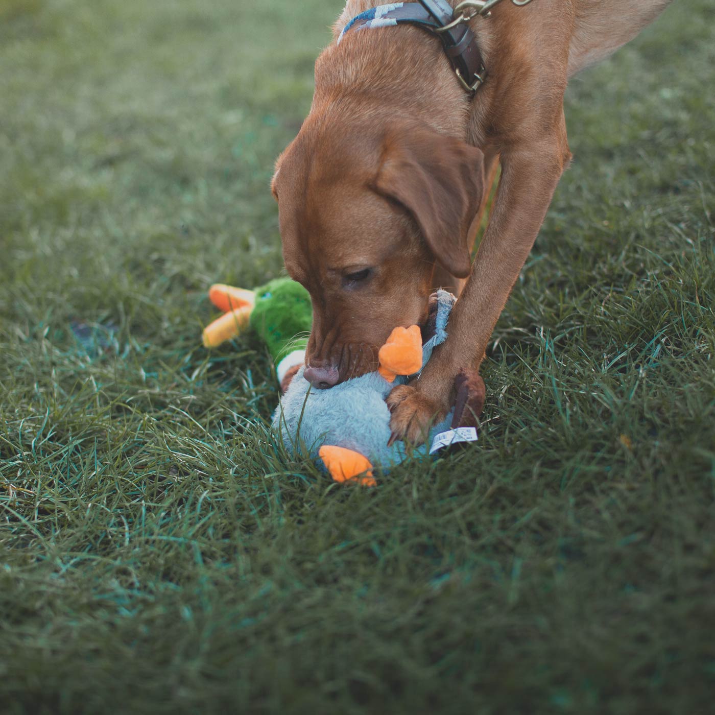 KONG shakes honkers duck in the mouth of a Labrador on grass