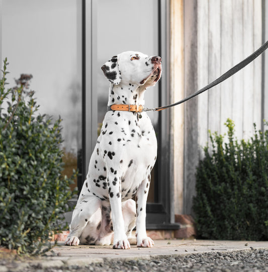 Discover dog walking luxury with our handcrafted Italian Herdwick dog lead in beautiful graphite with woven dark grey fabric! The perfect lead for dogs available now at Lords & Labradors 