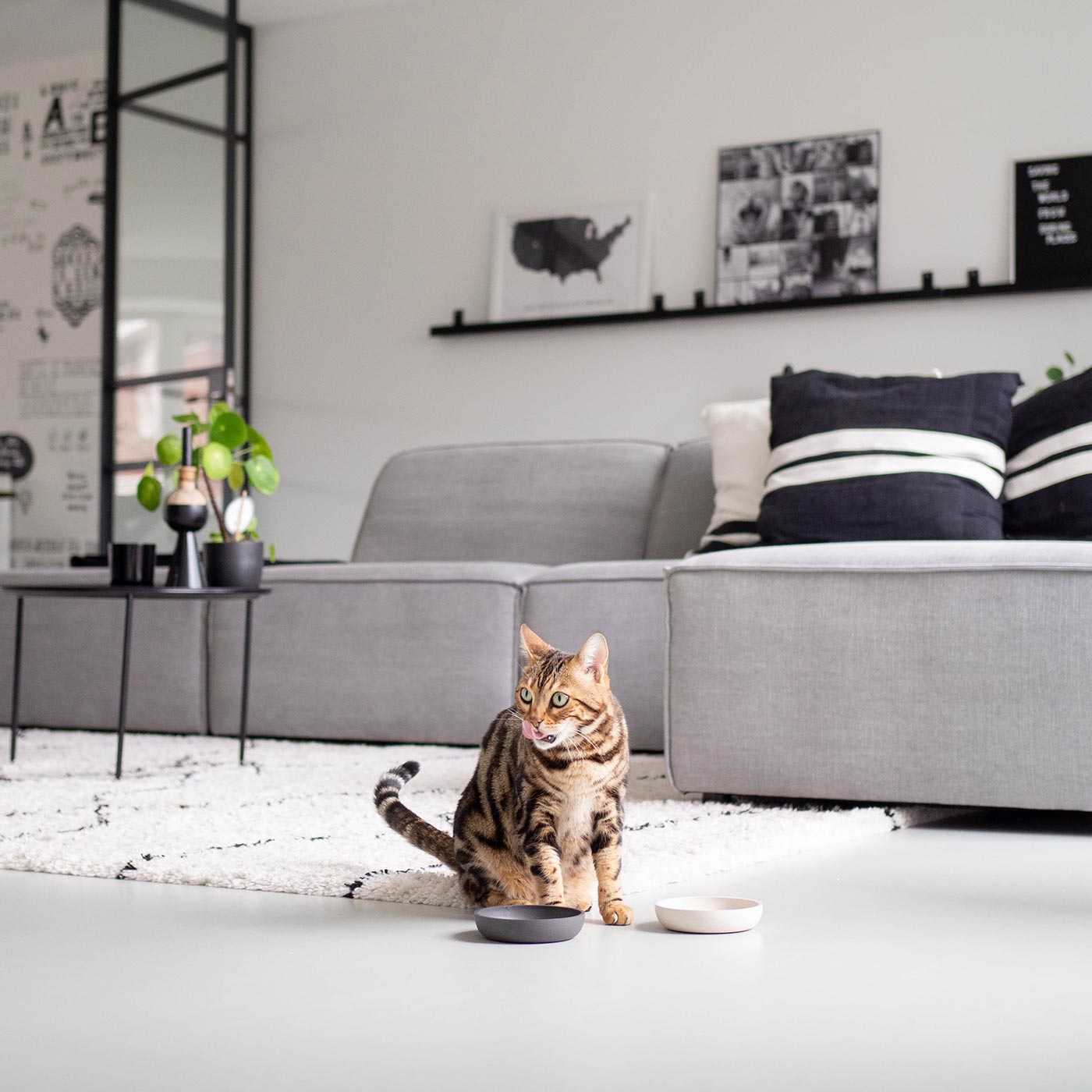 Luxury New Kitten Pack by Lords & Labradors