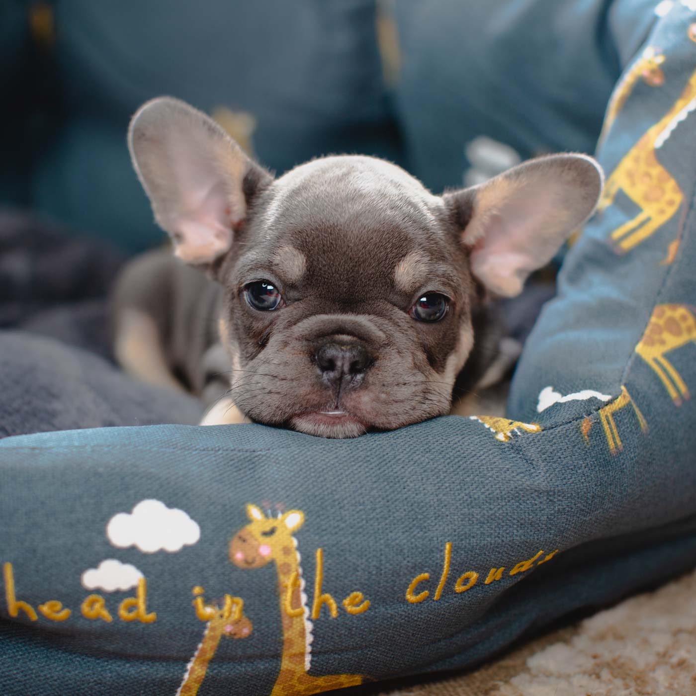Zoon head in the clouds bed front close up