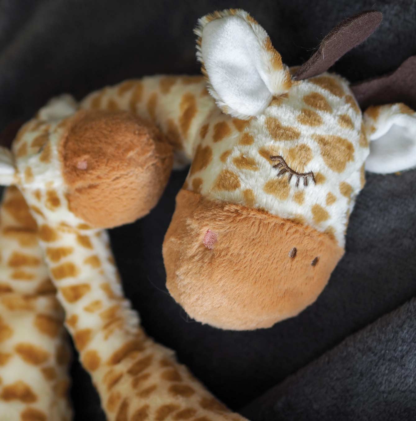 Zoon junior giraffe close up