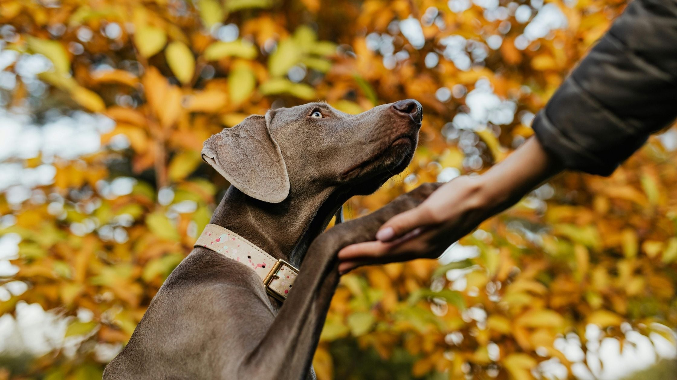 seven second rule for dogs