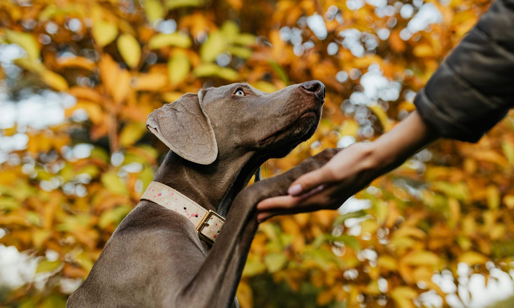 What Is The 7 Second Rule For Dogs?