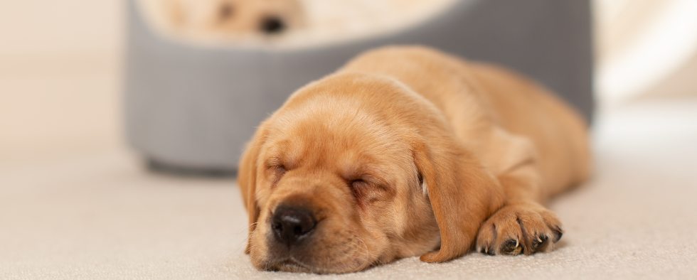 Create Your Ideal Puppy Bedtime Routine | L&L Info Hub – Lords & Labradors