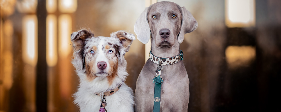 Are Dog Collars Cruel?