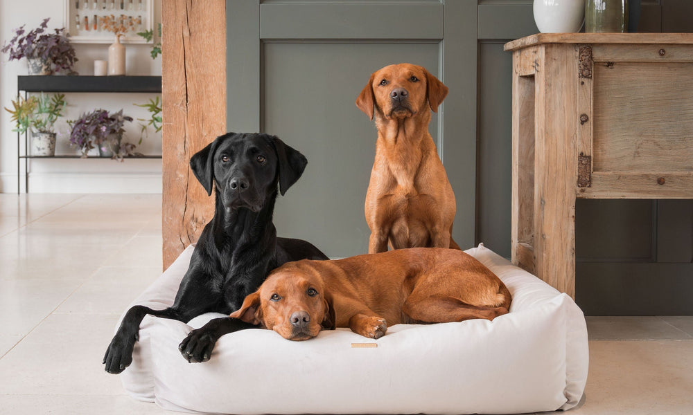 The Ultimate Guide to Choosing The Right Dog Bed for Your Dog