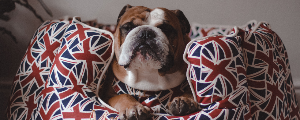 British bulldog in a union jack bed