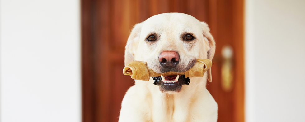 Can Dogs Eat Bones?