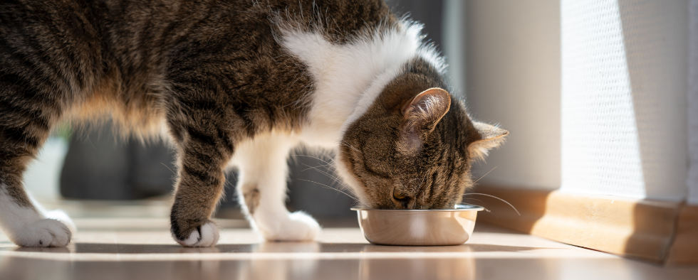 Can I Feed My Cat Leftovers?