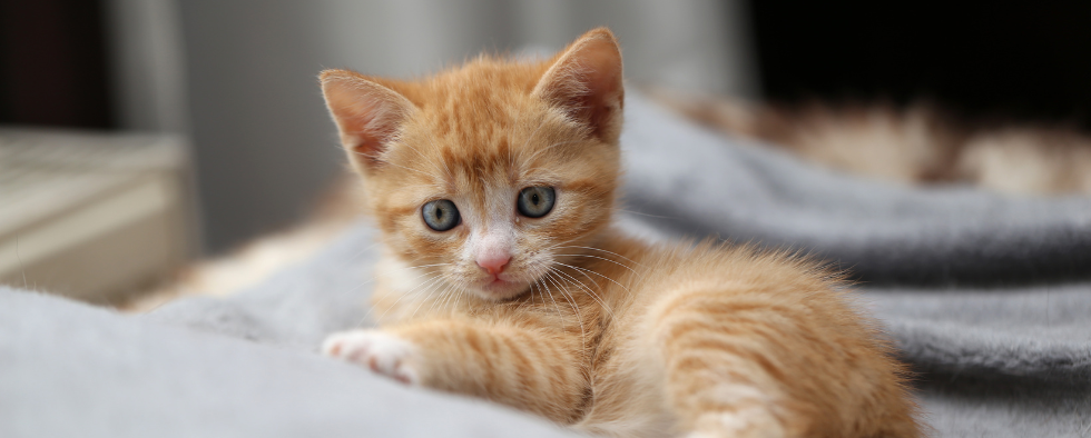 Can Kittens Eat Cat Treats?