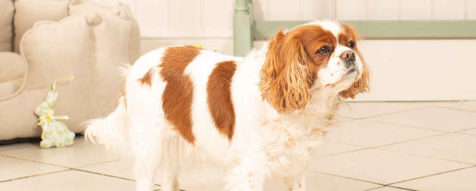 Everything You Need For Your New Cavalier King Charles Puppy