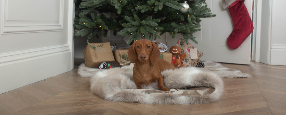 Merry Christmas From All At Lords & Labradors