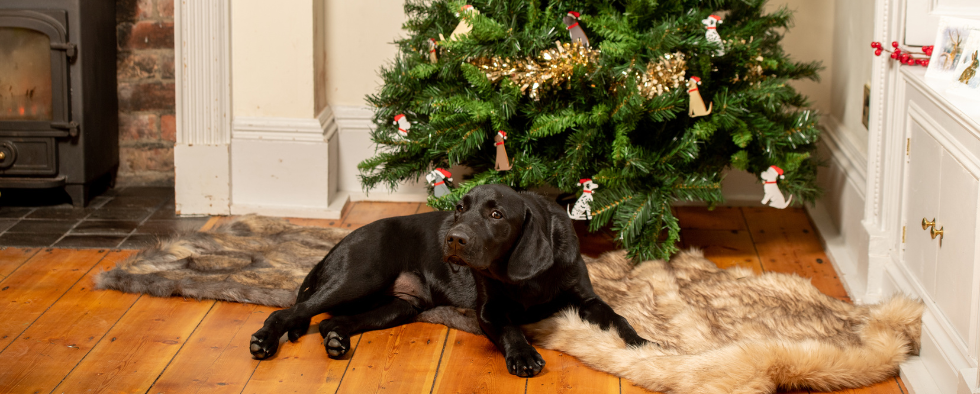 How To Prepare Your House For Your Dog At Christmas