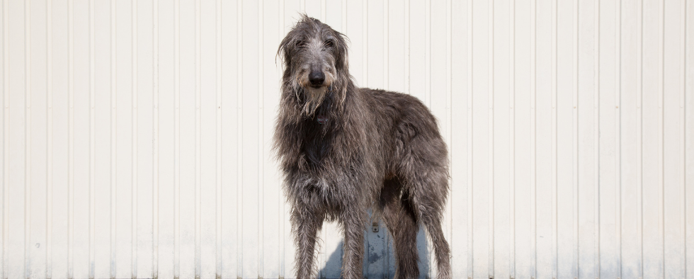 Grey irish deerhound stood against a wall