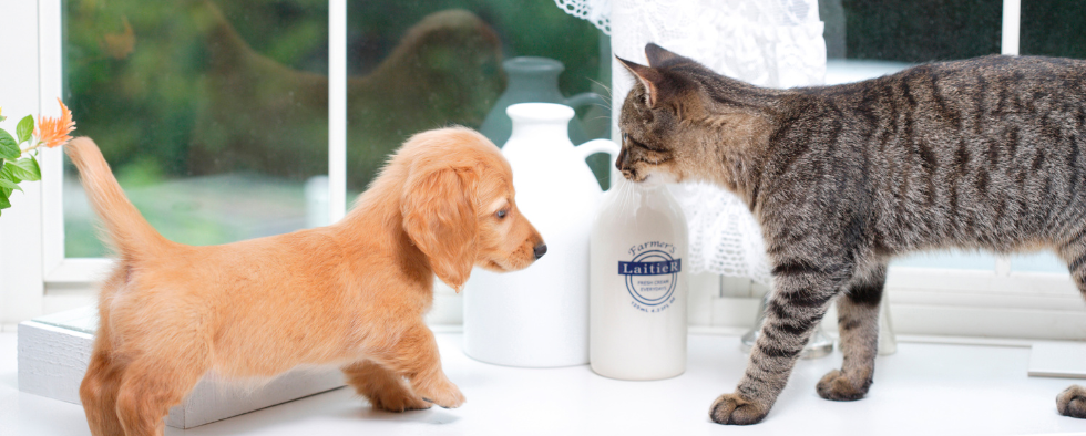 Does Everyone You Know Seem To Be Getting A New Pet?
