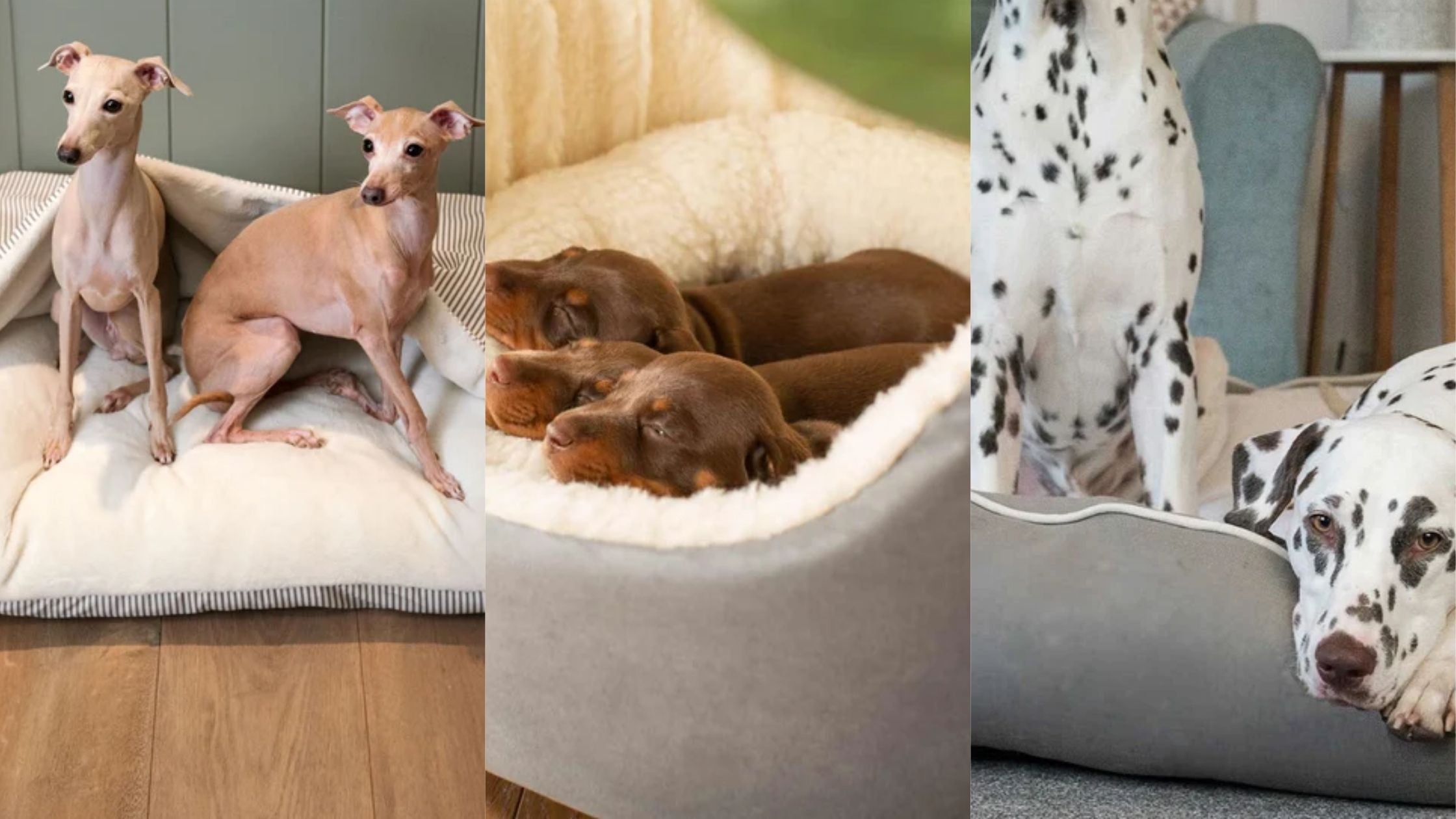 Dog breeds in different beds
