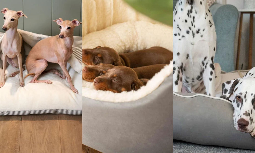 How to Choose the Right Size Dog Bed for Your Breed