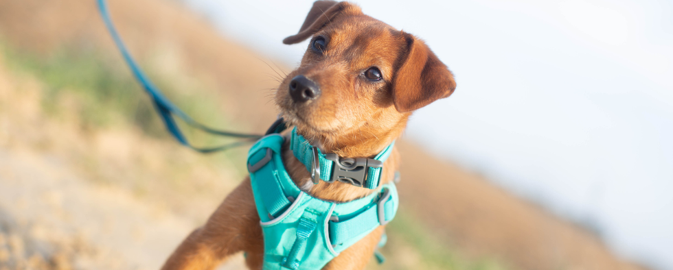 A Norjack terrier wearing a turquoise harness, collar and lead