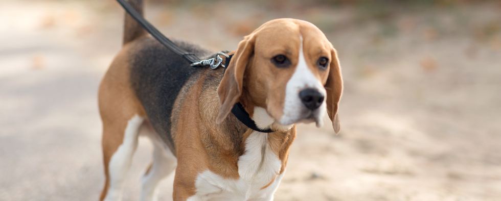 Everything You Need For Your New Beagle Puppy