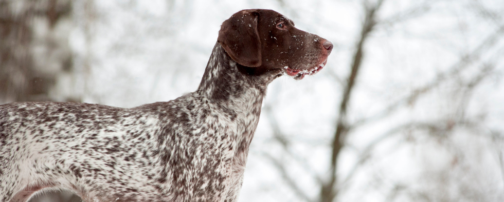 Everything You Need To Get Your Puppy Ready For Winter