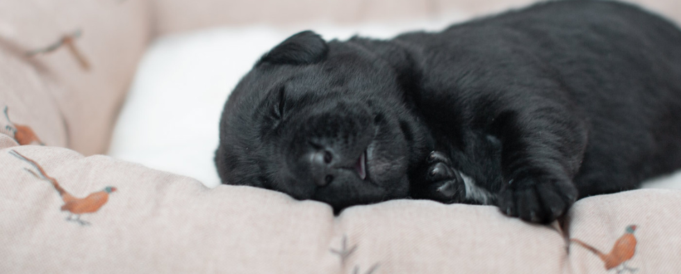 Everything You Need For Your Perfect Puppy Shopping List