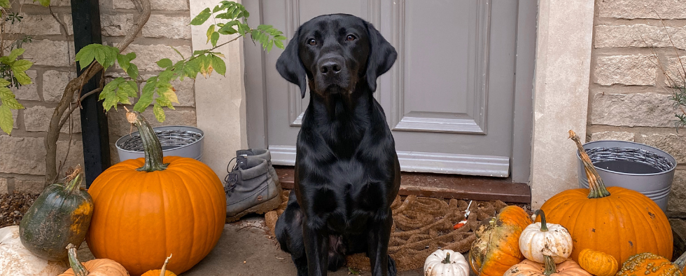 What To Do With Your Dog On Halloween?
