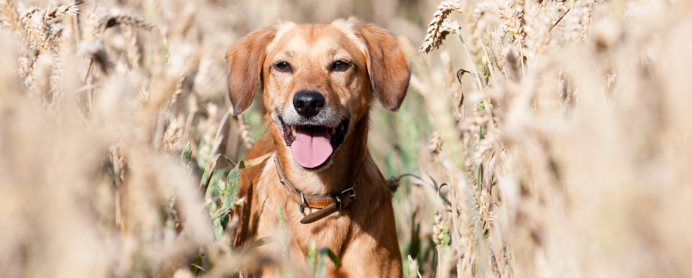When Is It Too Hot To Walk My Dog?