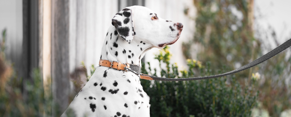 How To Measure A Dog Collar