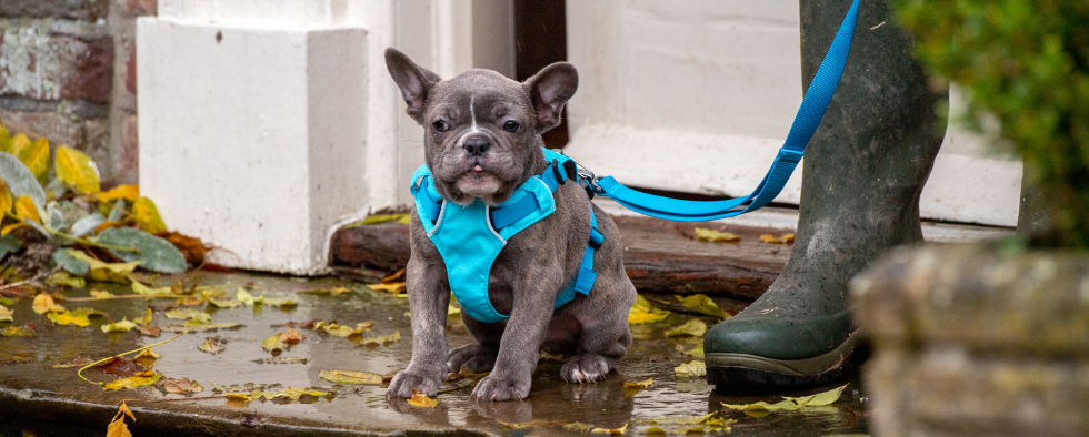 French Bulldogs: The Ultimate Guide