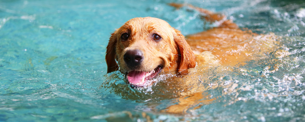 Can Dogs Swim In Chlorine Pools