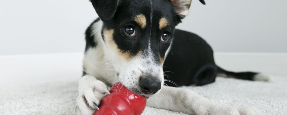 5 Easy Frozen KONG Recipes To Keep Your Dog Cool This Summer