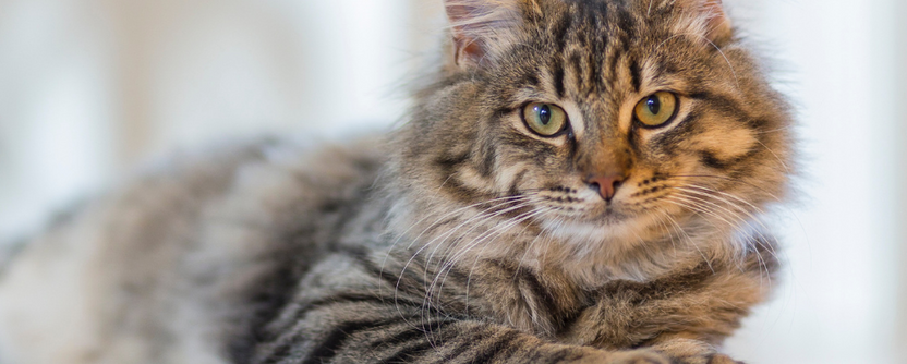 How Much Should My Kitten Weigh? | L&L Info Hub – Lords & Labradors