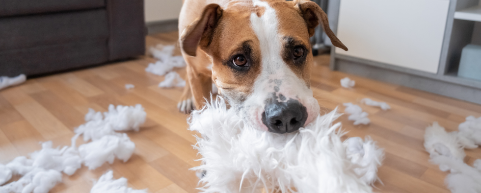How To Stop Your Dog Destroying Their Bed