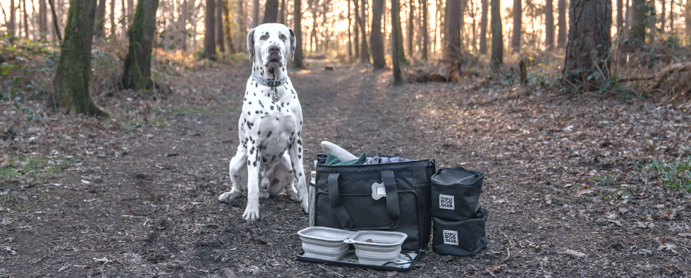 When Is It Too Cold To Walk Your Dog?